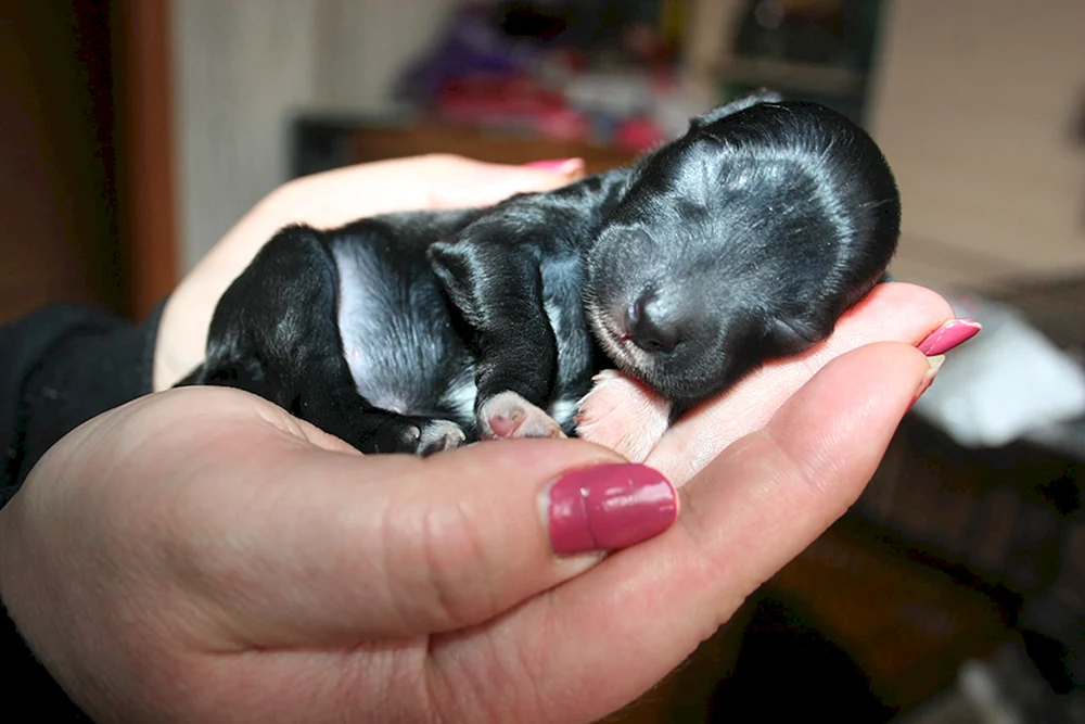Yorkshire Terrier Welpen