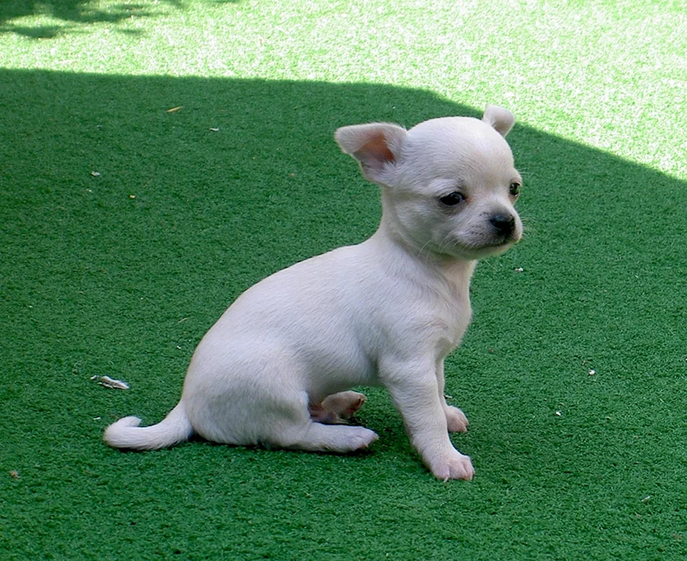 Chihuahua kurzhaarig