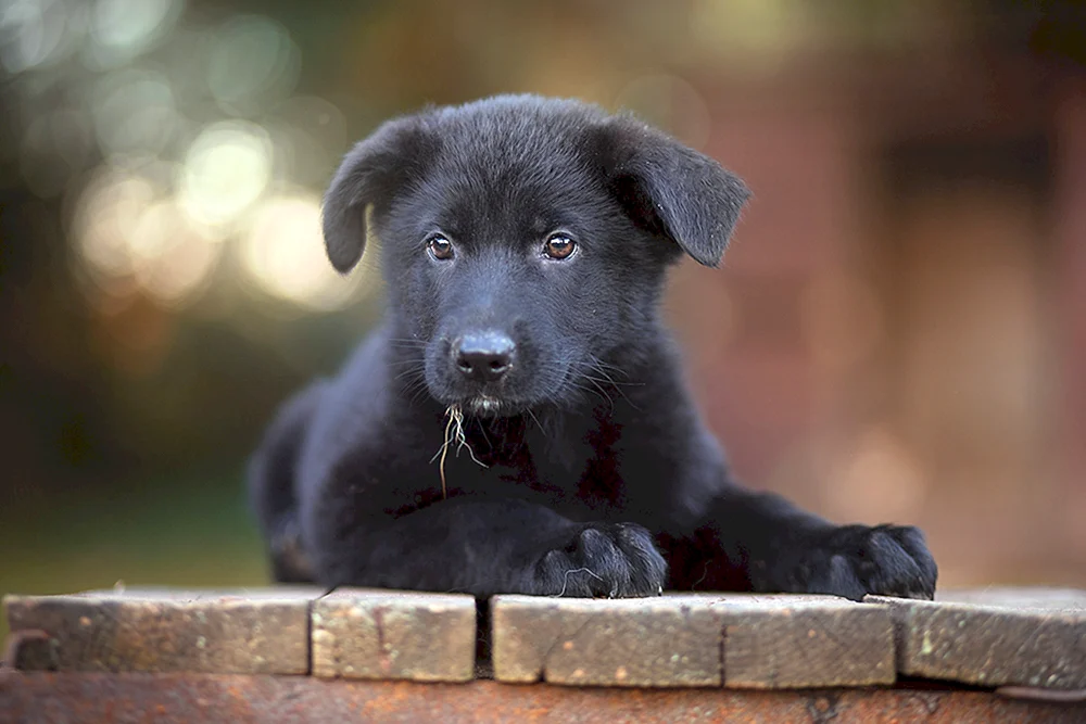 Deutscher Schäferhund schwarz