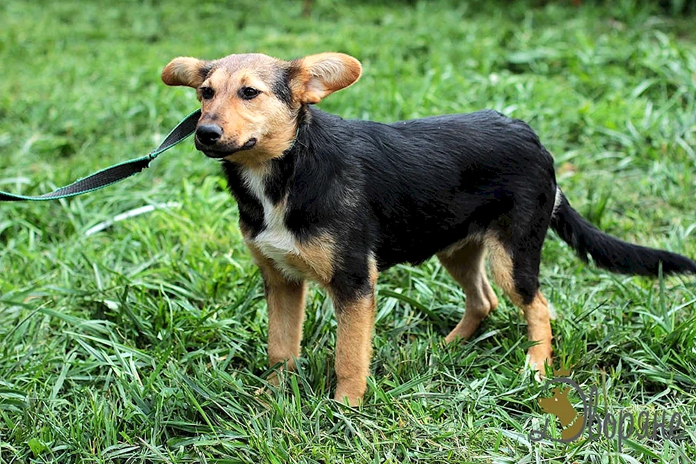 Yorkshire-Terrier-Mischlinge