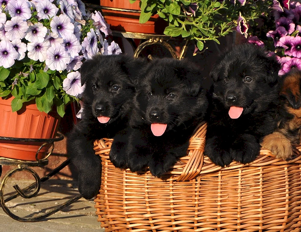 Deutscher Schäferhund schwarz