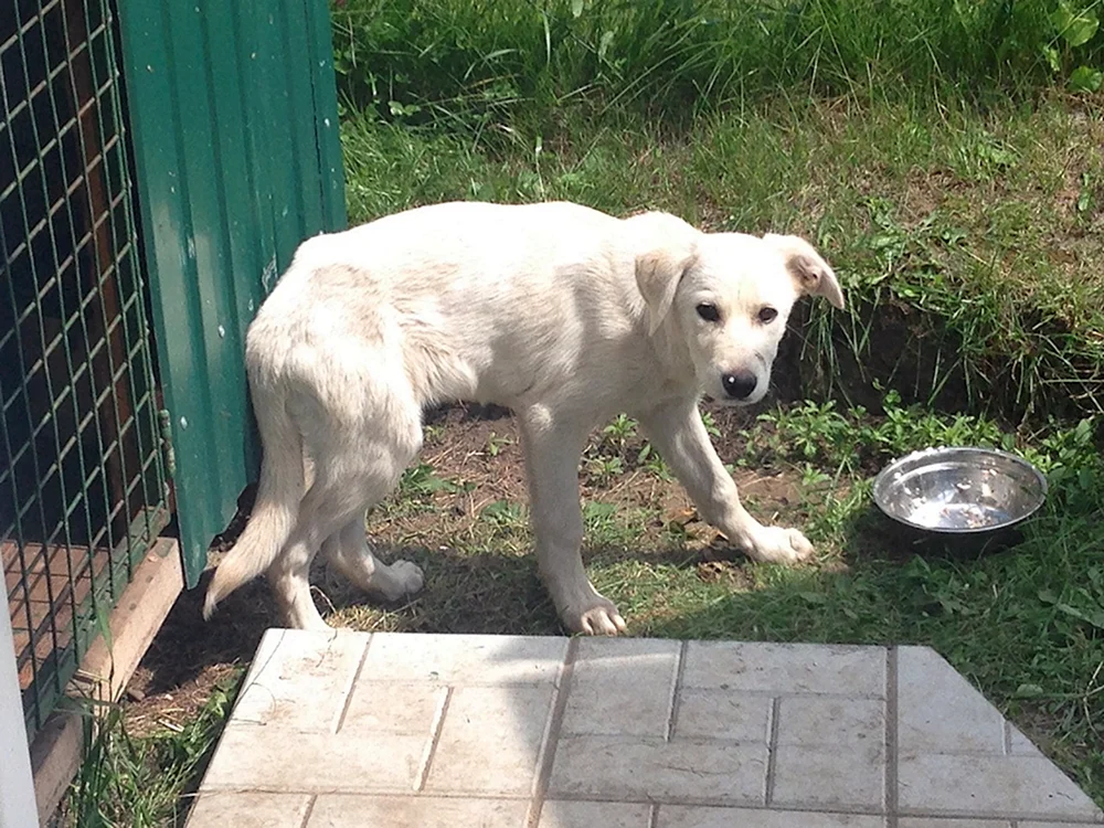 Labrador Welpen ähnliche Rassen