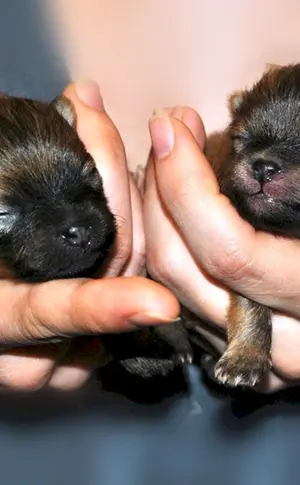 Spitz Welpen Neugeboren