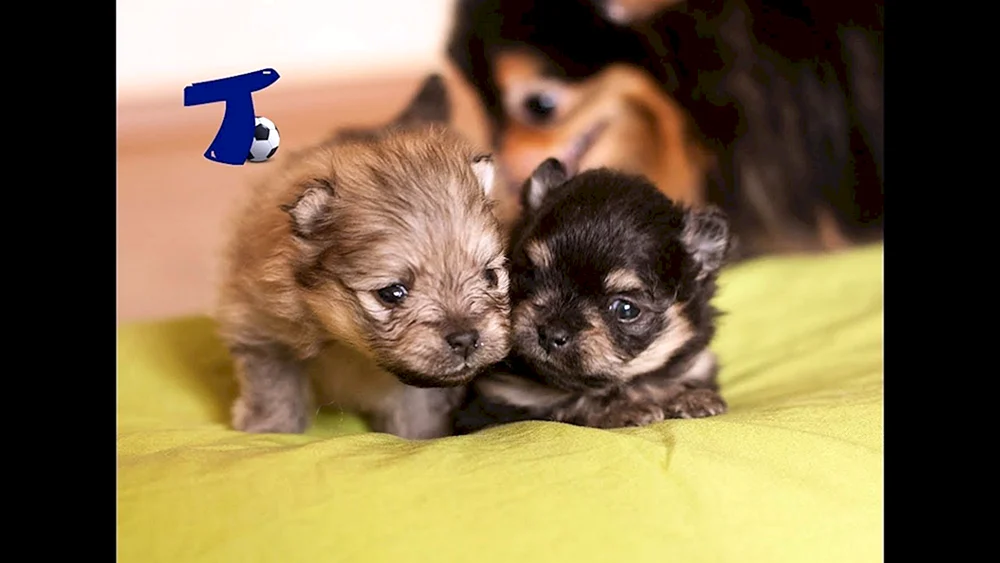 Pomeranian Spitz Welpen Neugeboren