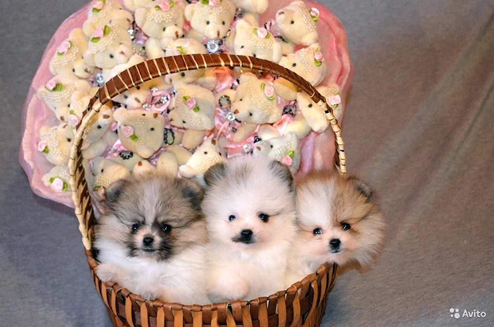 Neugeboren Pomeranian Spitz Welpen Toy Terrier Welpen