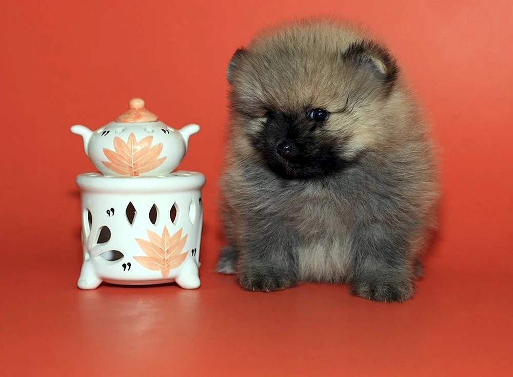 Pomeranian Spitz Welpen Neugeboren