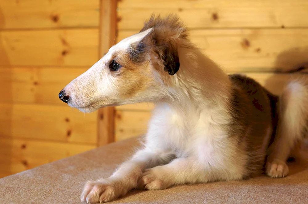 Russischer Windhund-Welpe