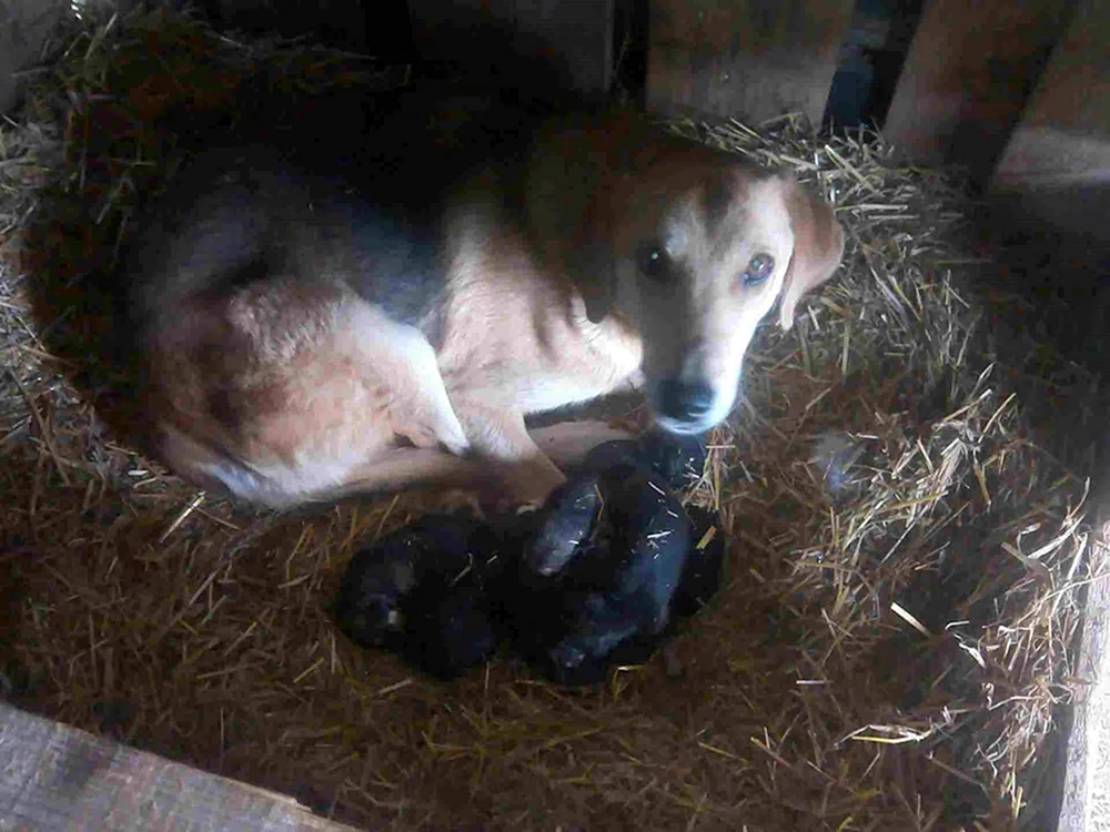 Russischer Windhund Welpen neugeboren