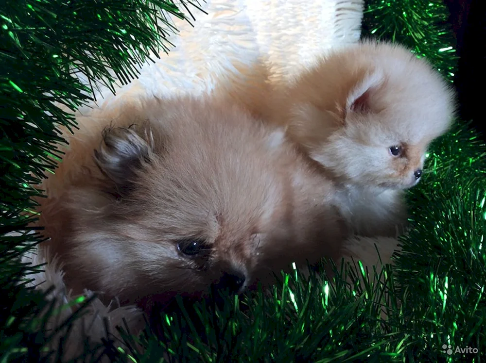 Spitz Welpen Neugeboren