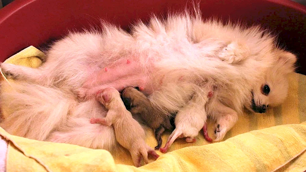 Spitz Welpen Neugeboren