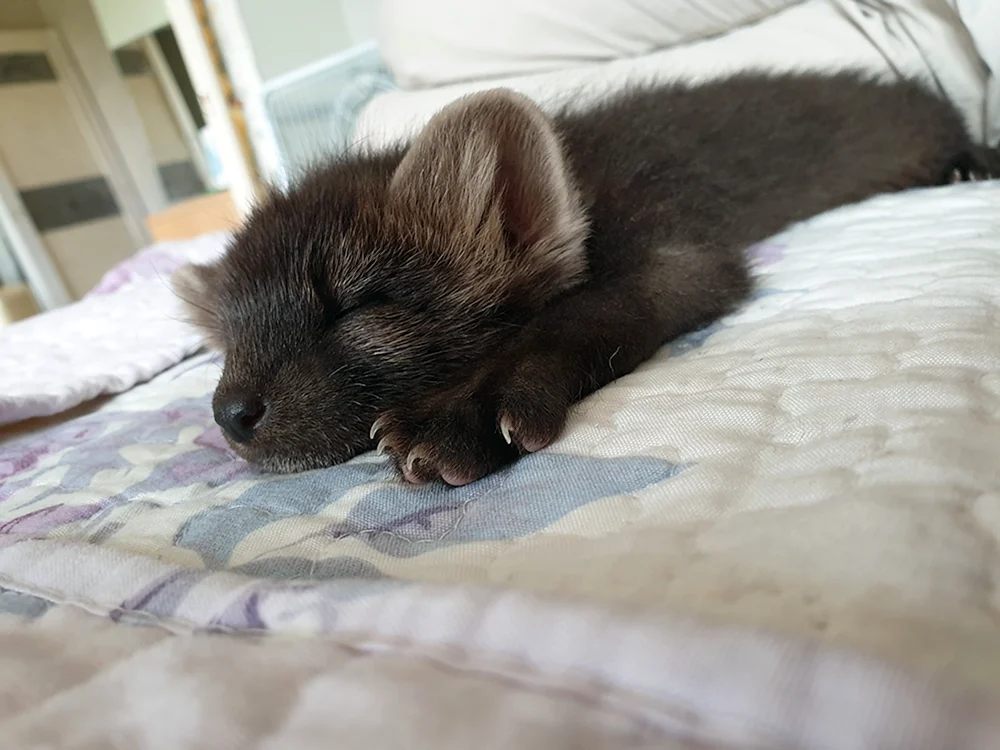 Sable puppies