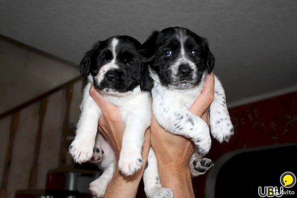 Mestizo Spaniel Welpen