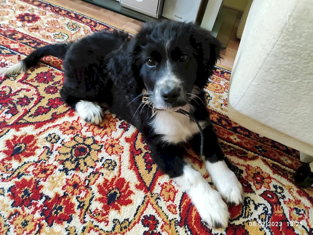 Welpen spaniel mestizo