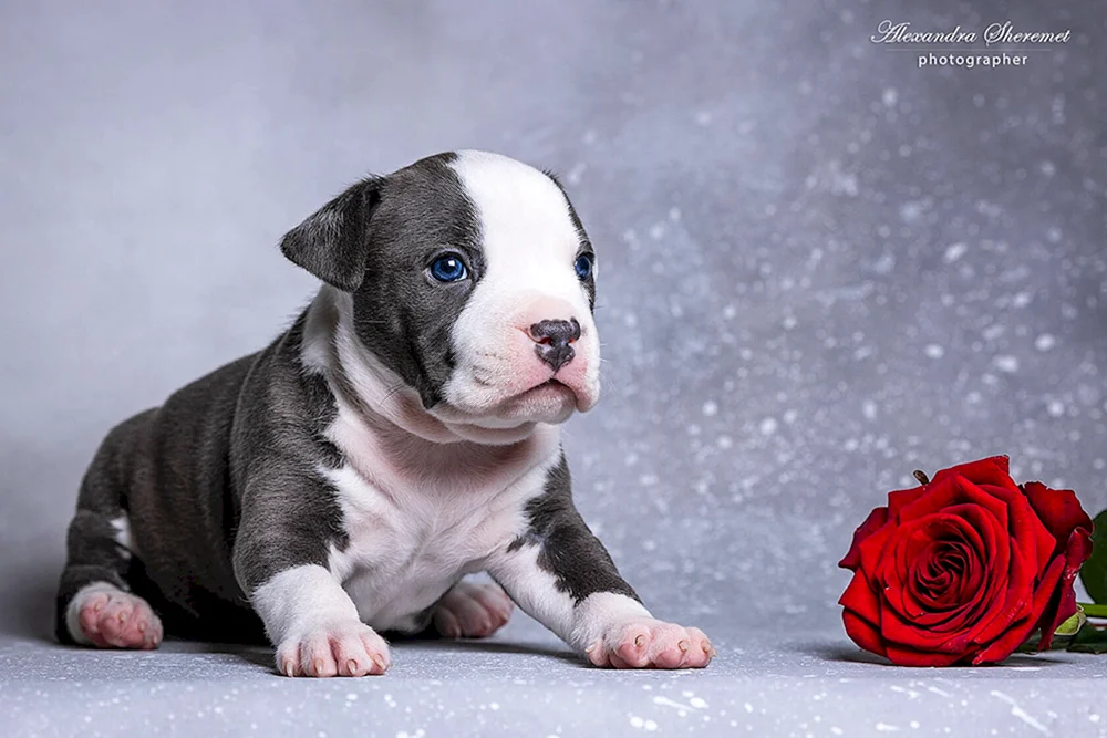 Amerikanischer Staffordshire Terrier Welpen AST
