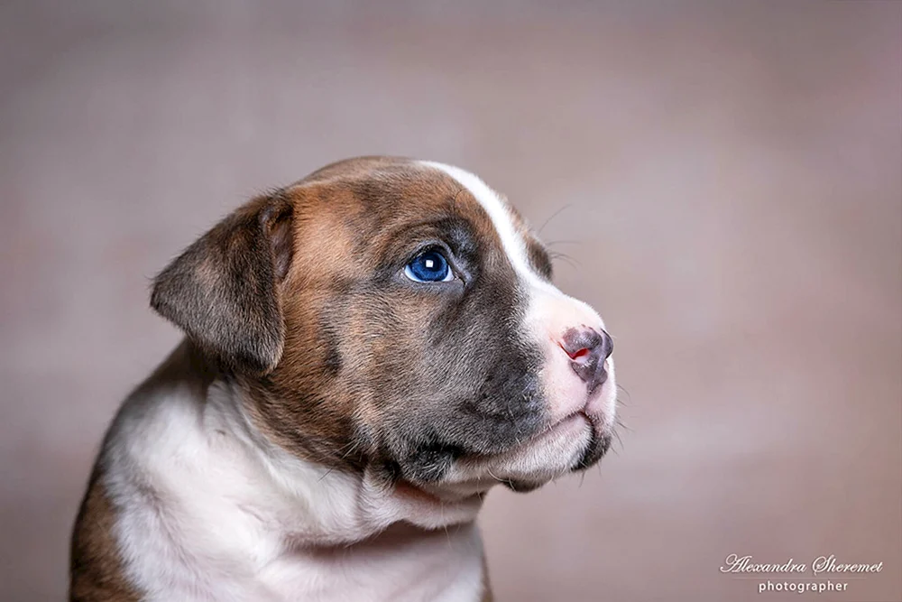 Pale Staffordshire Terrier Welpen