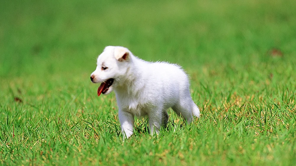 West Highland Spitz Welpen