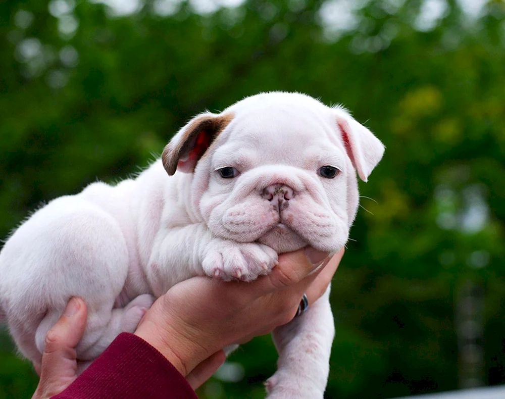 Englische Bulldogge