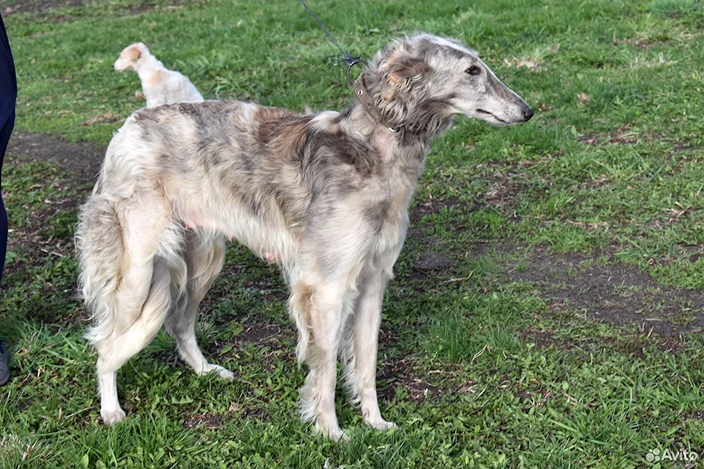 Russischer Windhund Hunderasse