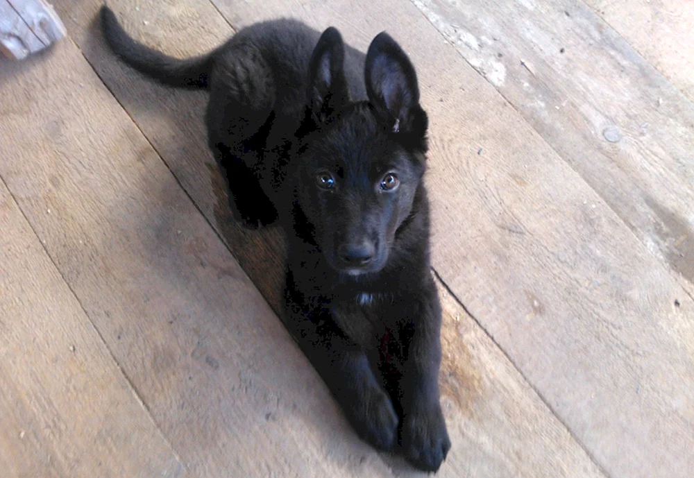 Belgischer Schäferhund schwarz glatthaarig