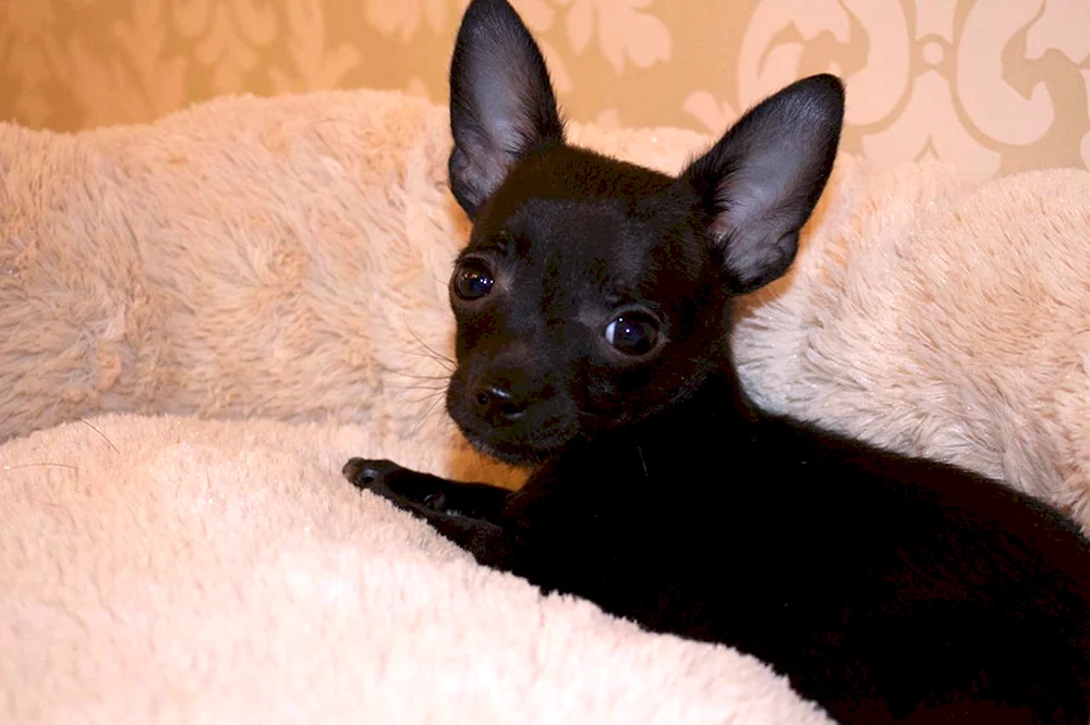 Chihuahua Welpe schwarz