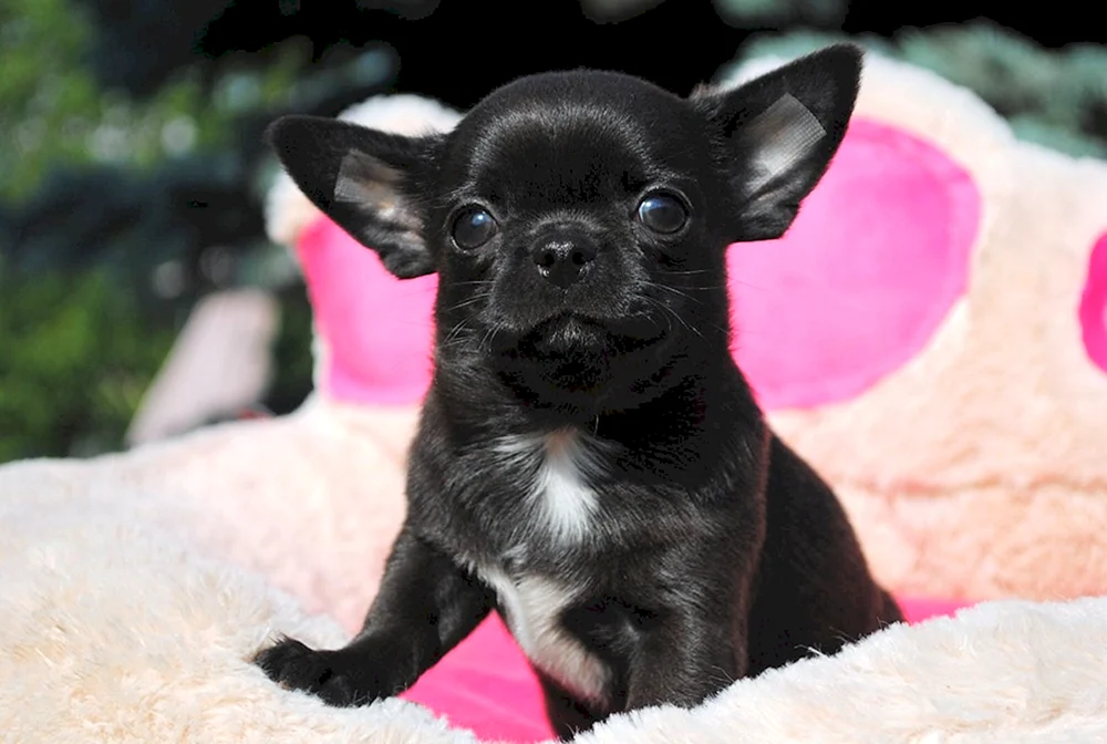 Chihuahua schwarz Welpe