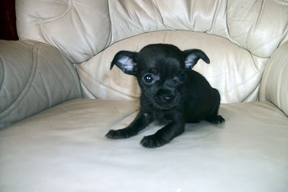 Schwarz gesprenkelt Chihuahua