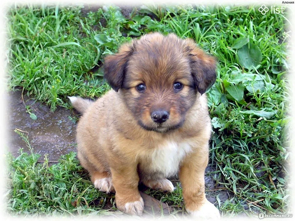 Mischling Terrier
