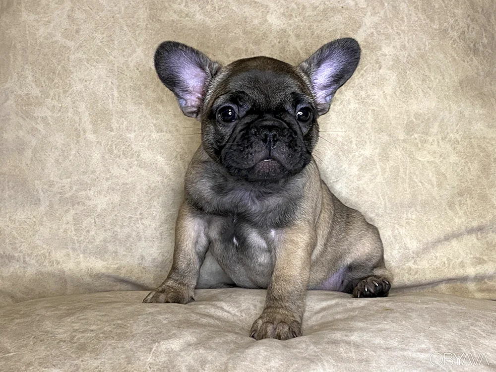 Französische Bulldogge métis mit Mischling