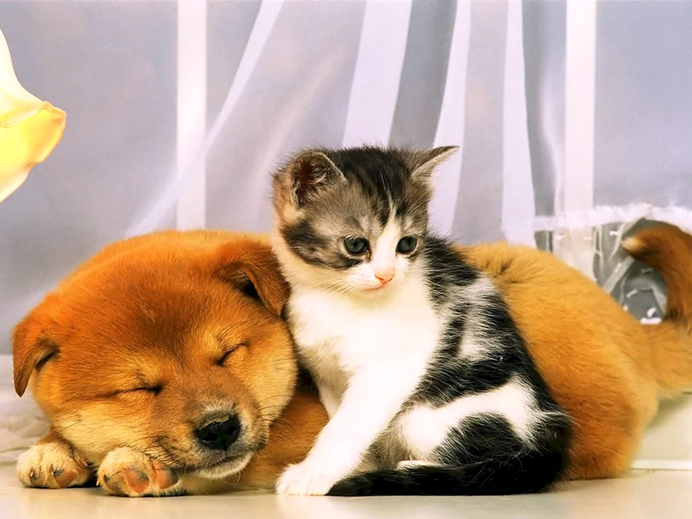 Hunde und Katzenbabys