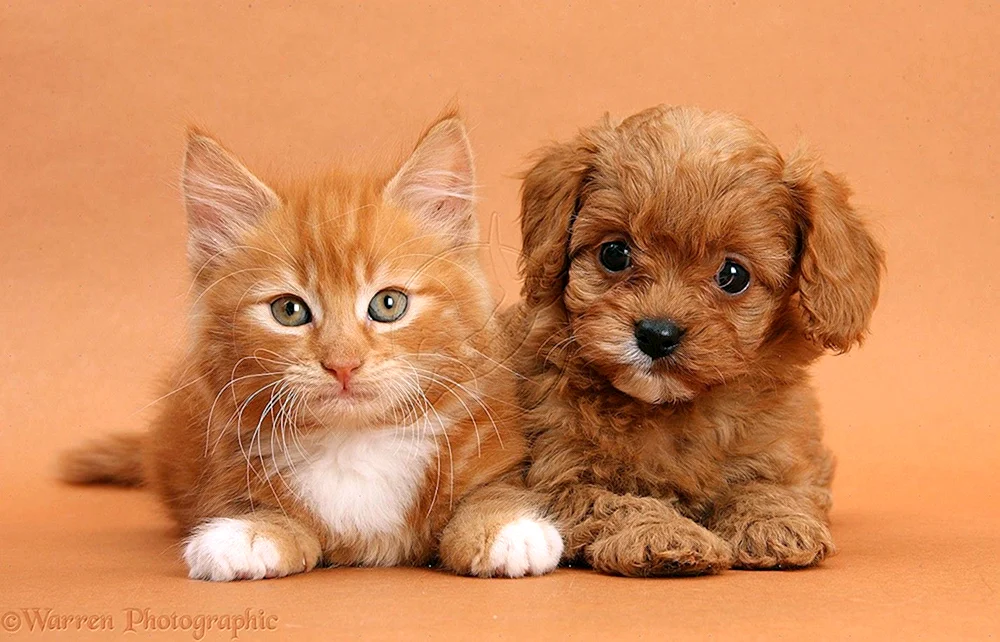 Hunde und Katzenbabys