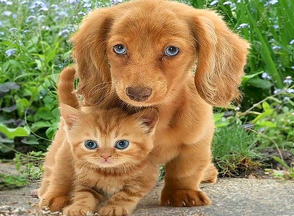Katzen- und Hundebilder