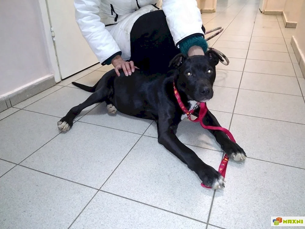 Staffordshire Terrier Myostatin