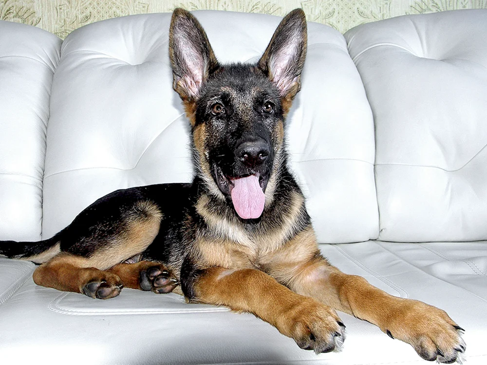 Deutscher Schäferhund Welpe 3 Monate alt