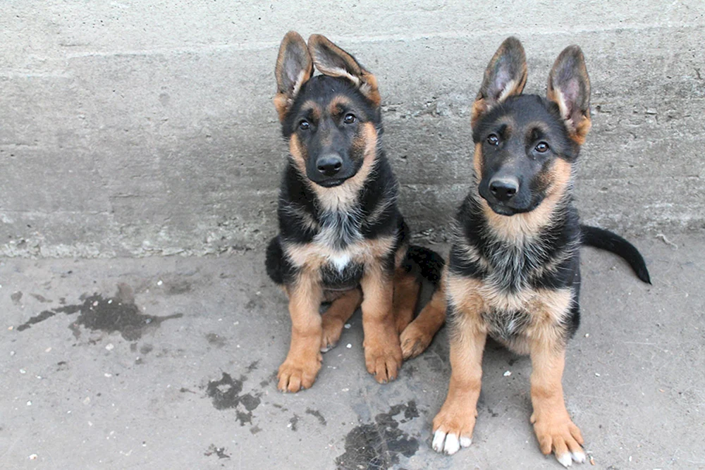 Deutscher Schäferhund Welpe 3 Monate alt glatt-haarig