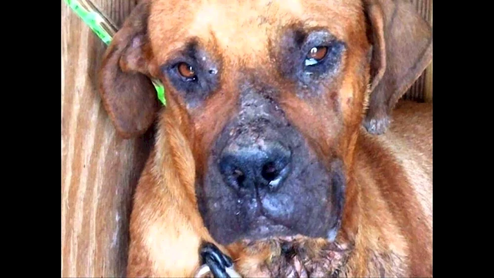 Lost Dog Film 2015
