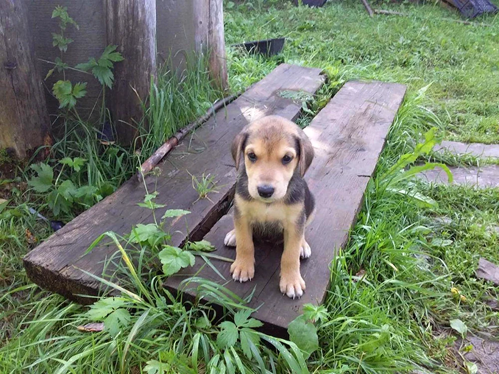 Russischer Windhund Welpe 1 Monat