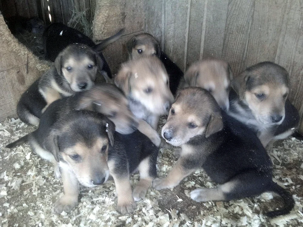 Russischer Windhund Welpe 1 Monat alt