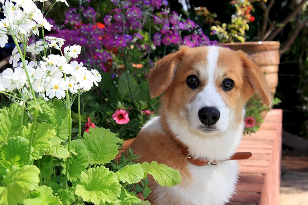 Welpe mit Blumen