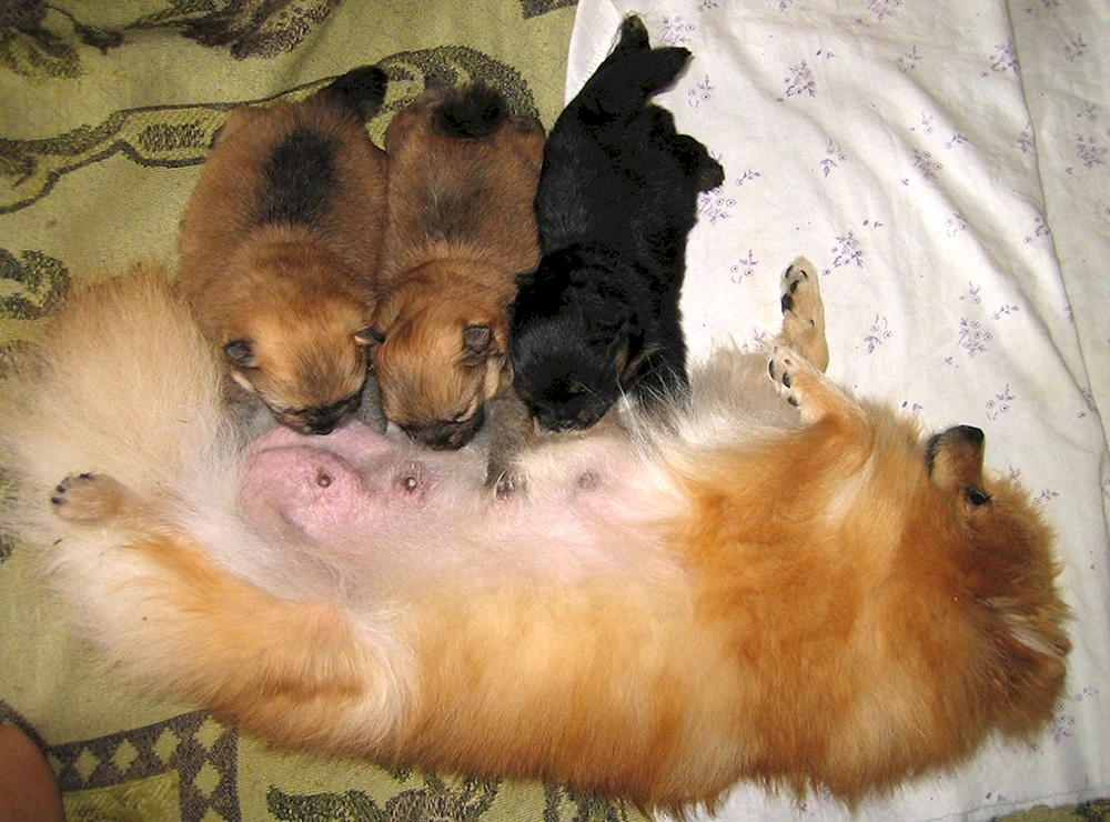 Pomeranian Spitz Welpen Neugeboren