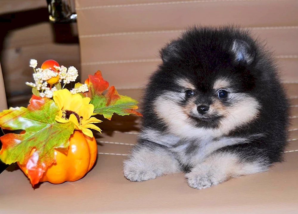 Pomeranian Spitz schwarz.