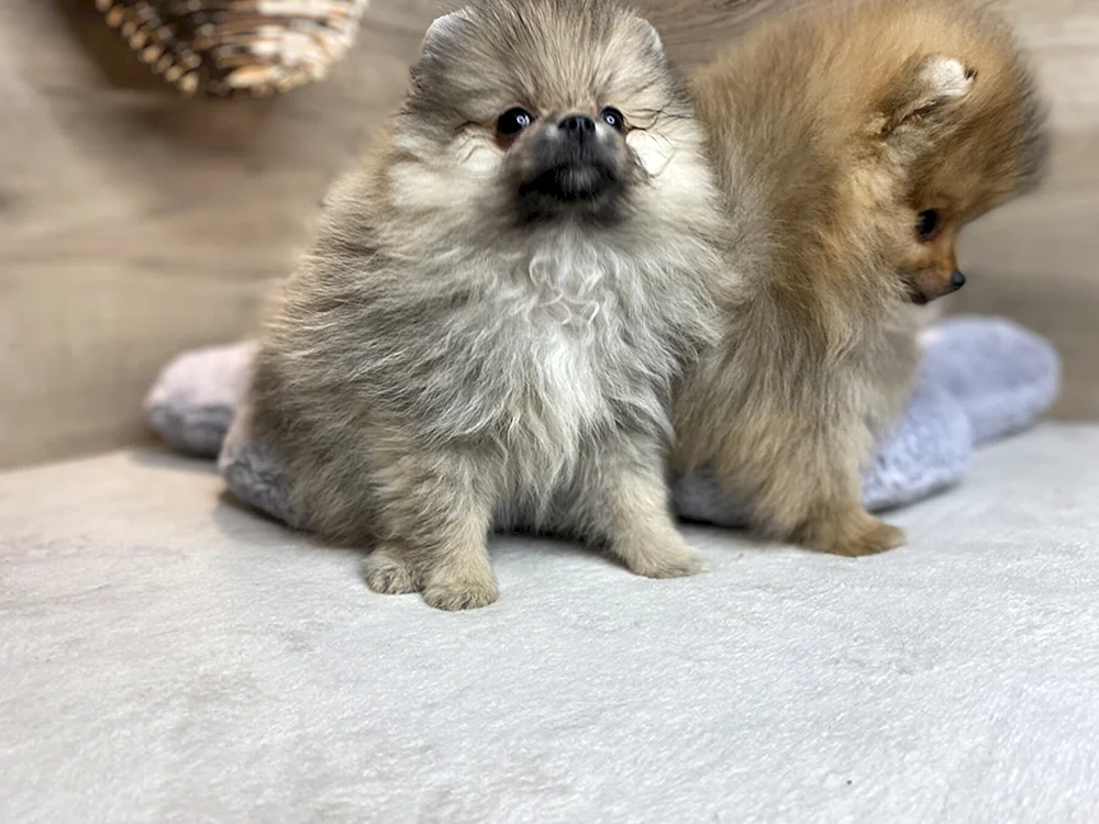 Keeshond Wolfspitz