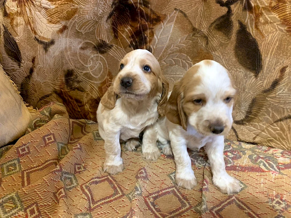 Russischer Spaniel Welpe