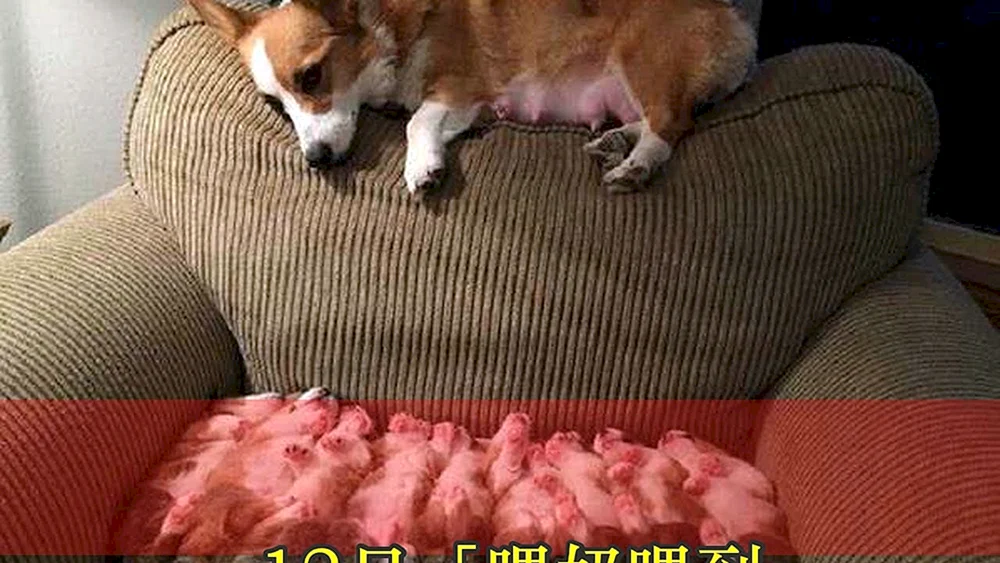 Welsh Corgi