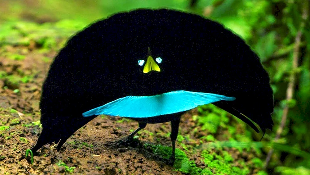Schildbrust-Viktoria-Paradiesvogel