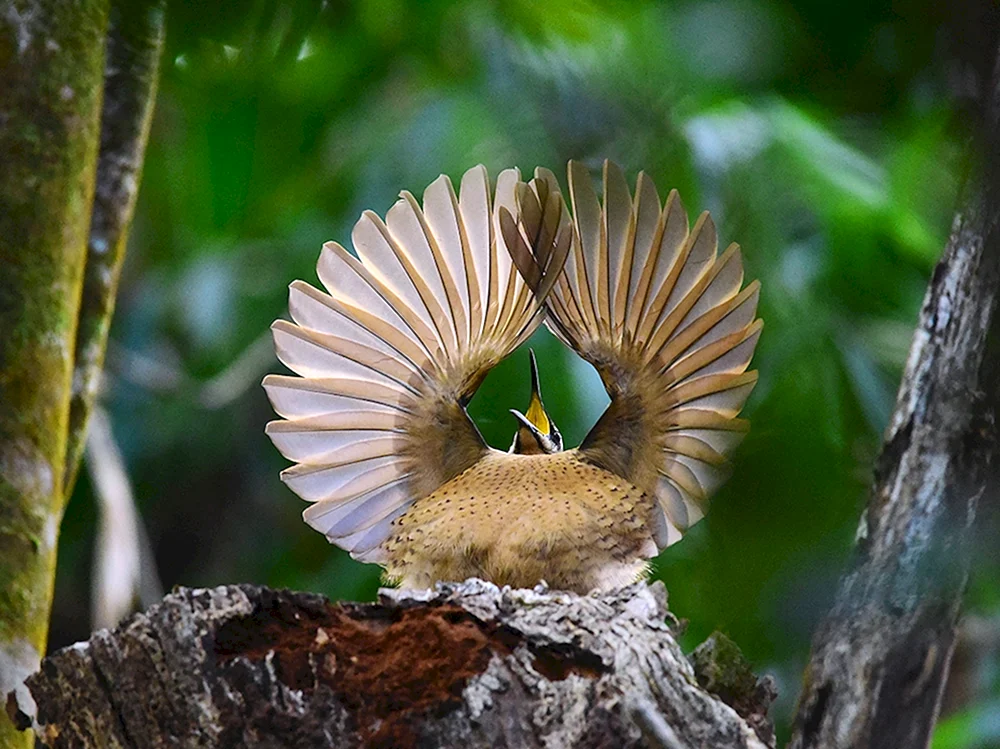 Paradiesvogel Lophorina superba