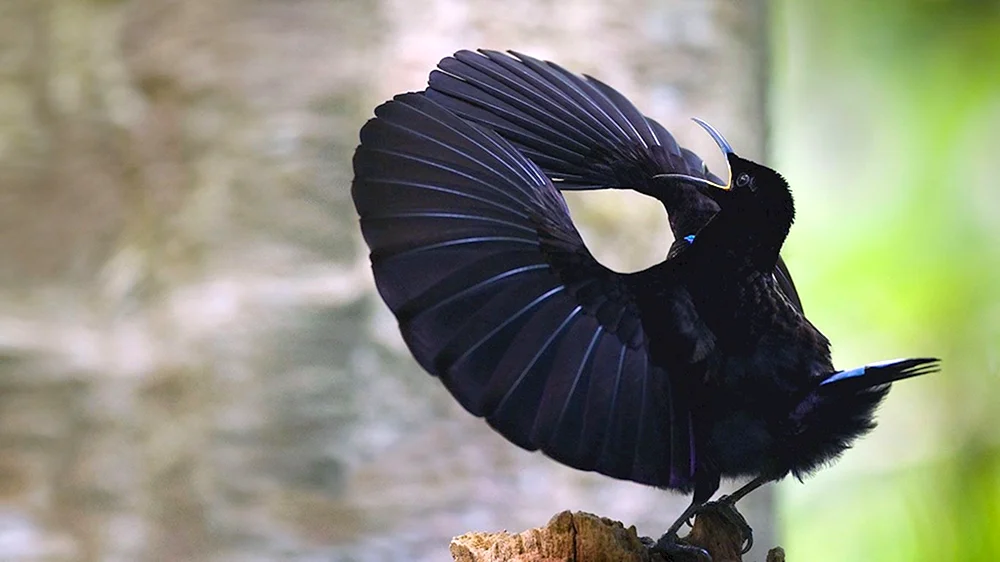 Pfeifvogelweibchen