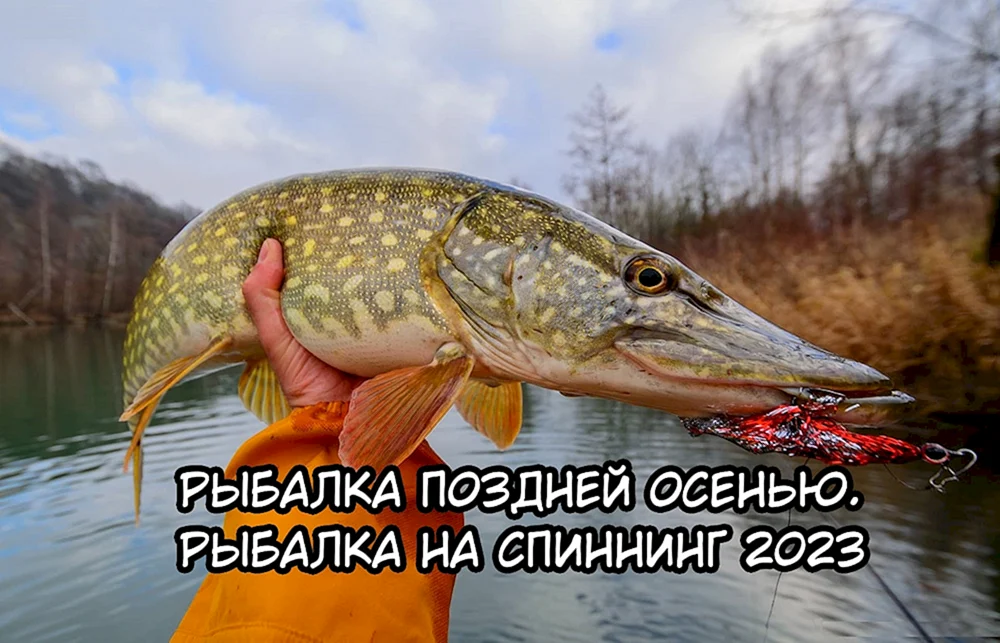 Gewöhnlicher Hecht Esox lucius