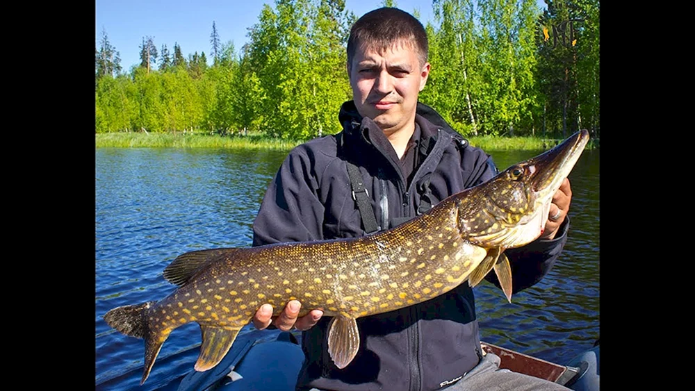 Hecht Esox lucius