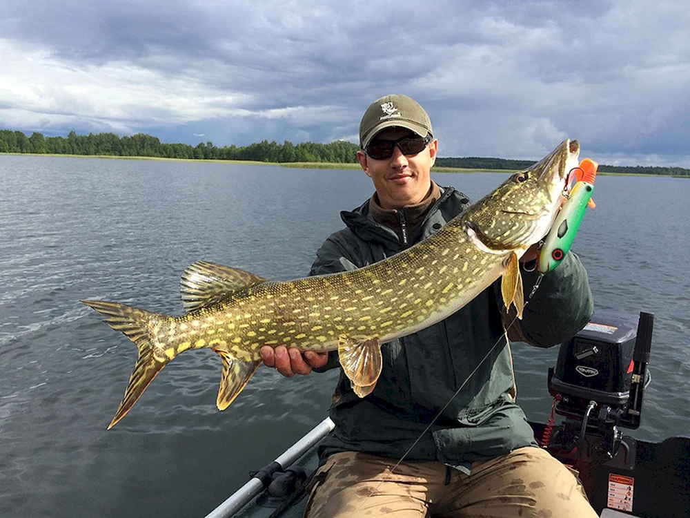 Hecht Esox lucius