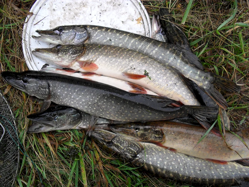 Hecht Esox lucius